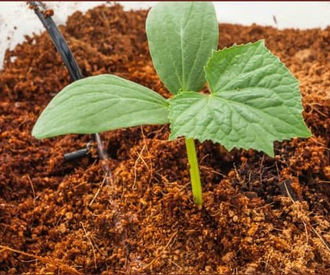 CocoPeat for Plants