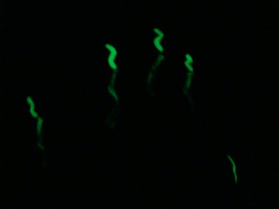 DIY Zombie Scented Glow in the Dark Fingernails