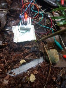 Fiber-Optic Jungle Insect Traffic Taster