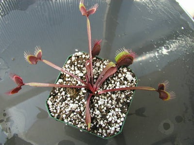 Getting the Venus Fly Trap