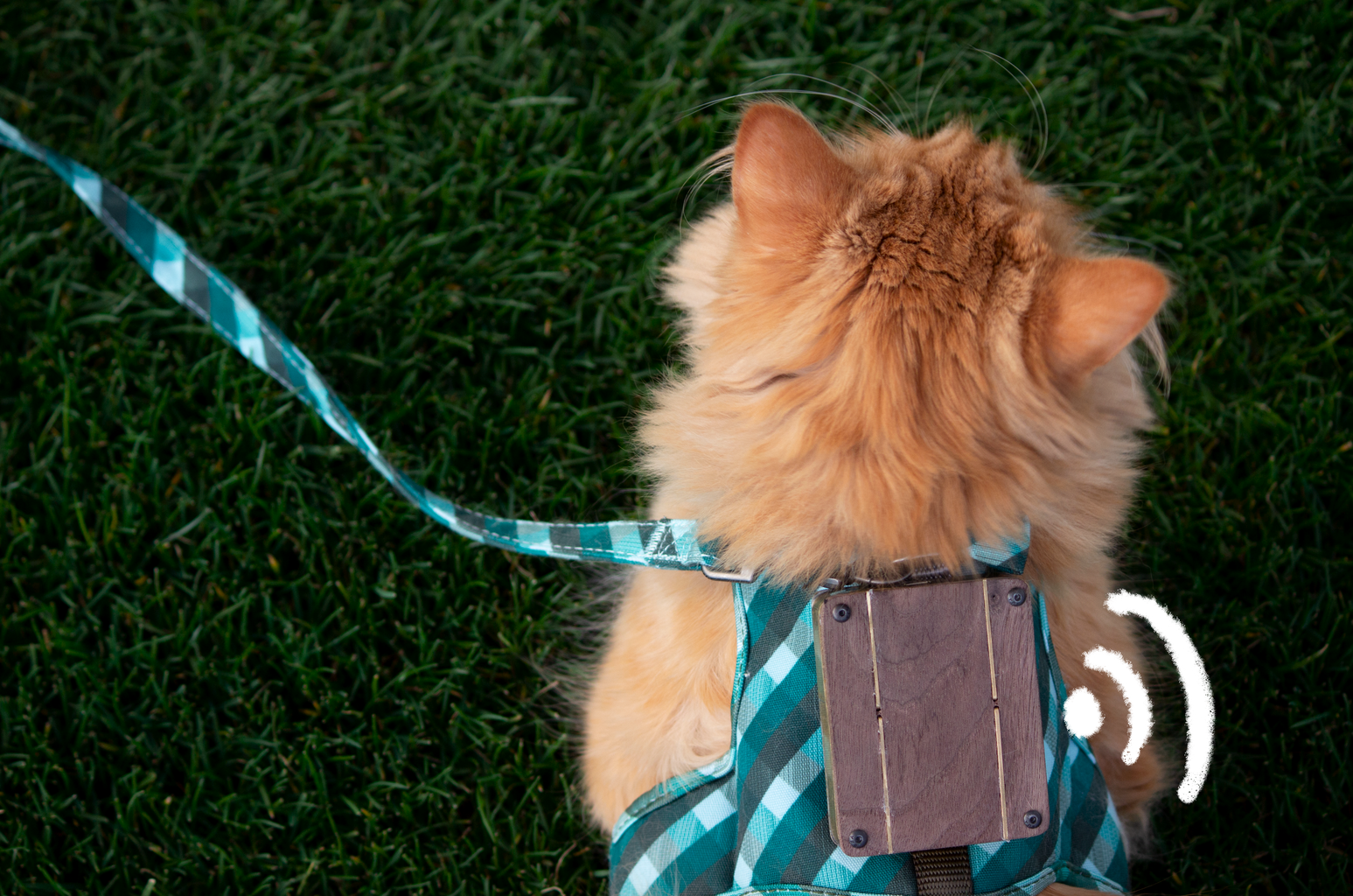 Diy cat hot sale tracker