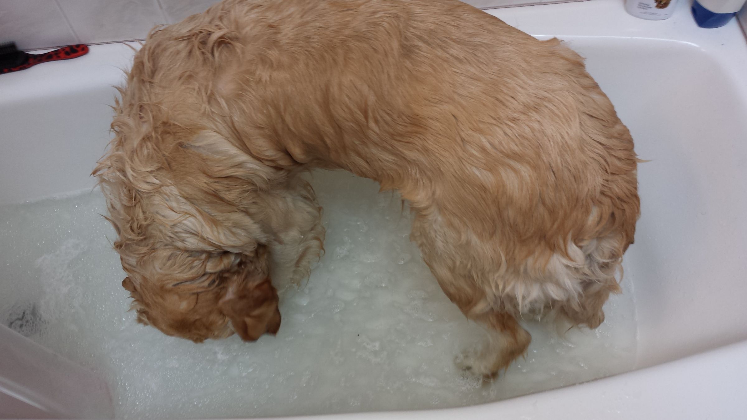 How Do You Wash A Dog That Doesnt Like Water