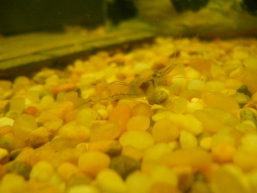 How to Make a USB Powered Fishtank