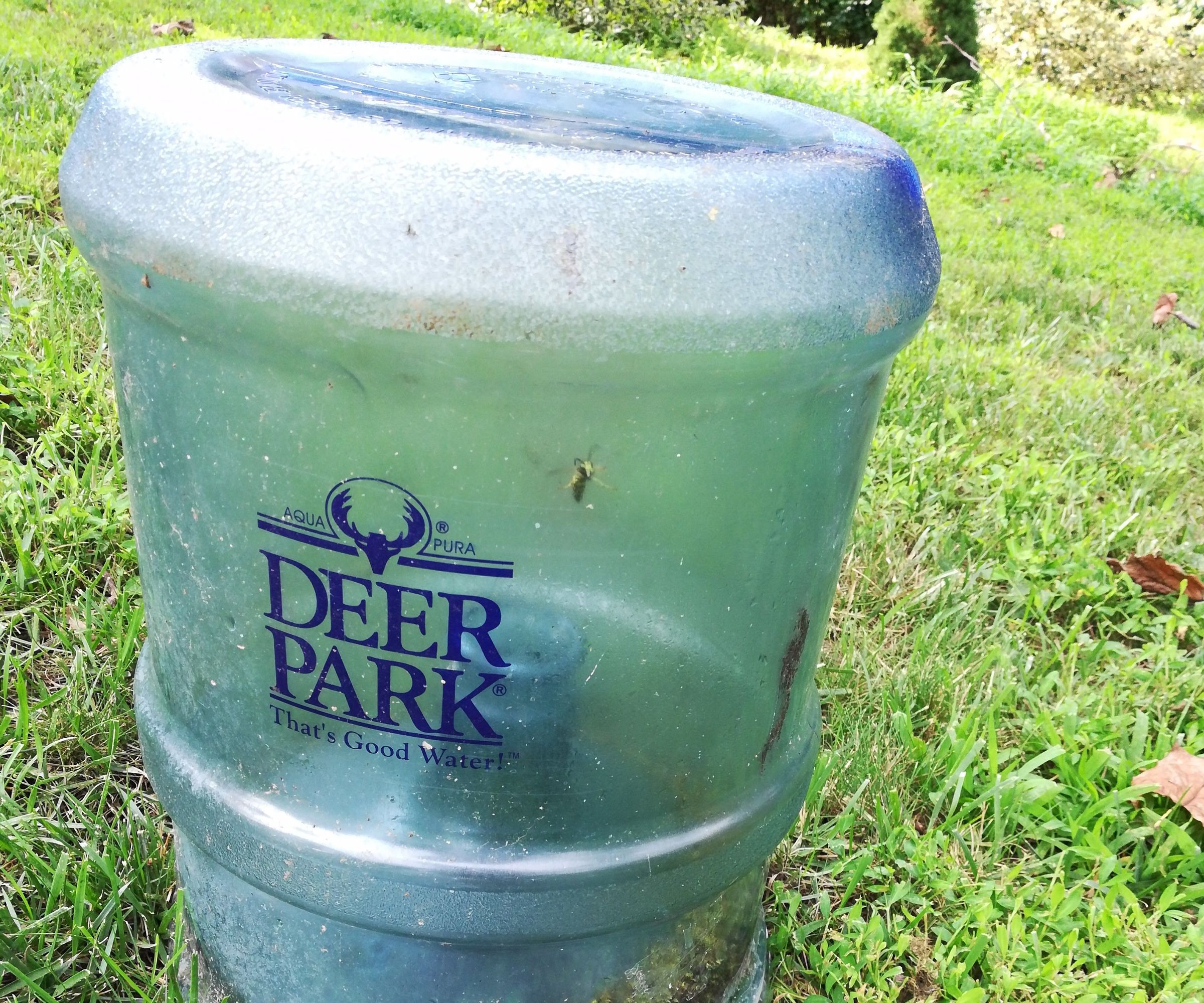 Yellow Jacket Ground Nest Trap From 5 Gallon Water Bottle