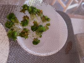 Home Plant Tissue Culture - Australian Trigger Plants : 11 Steps (with  Pictures) - Instructables