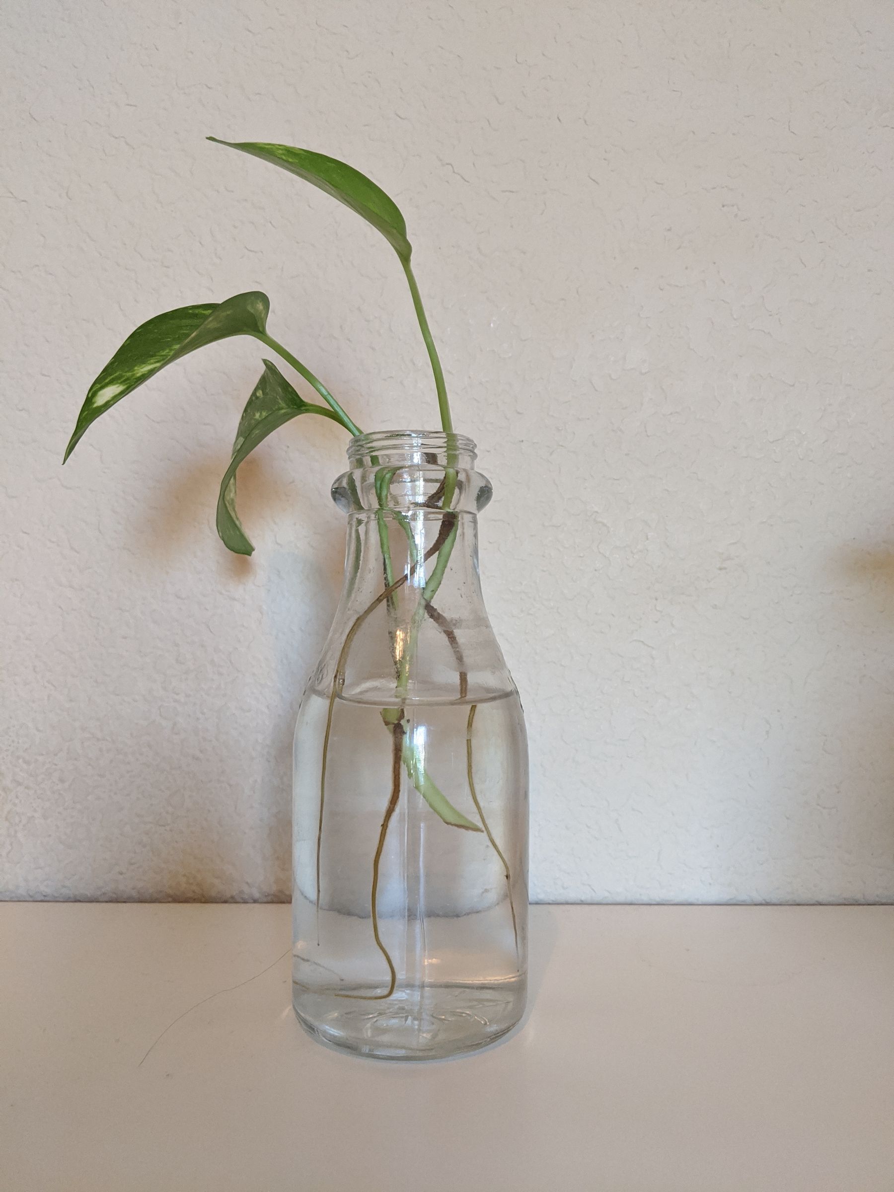 Cultivate Plant Clippings in Recycled Glass Bottles! 5 Steps