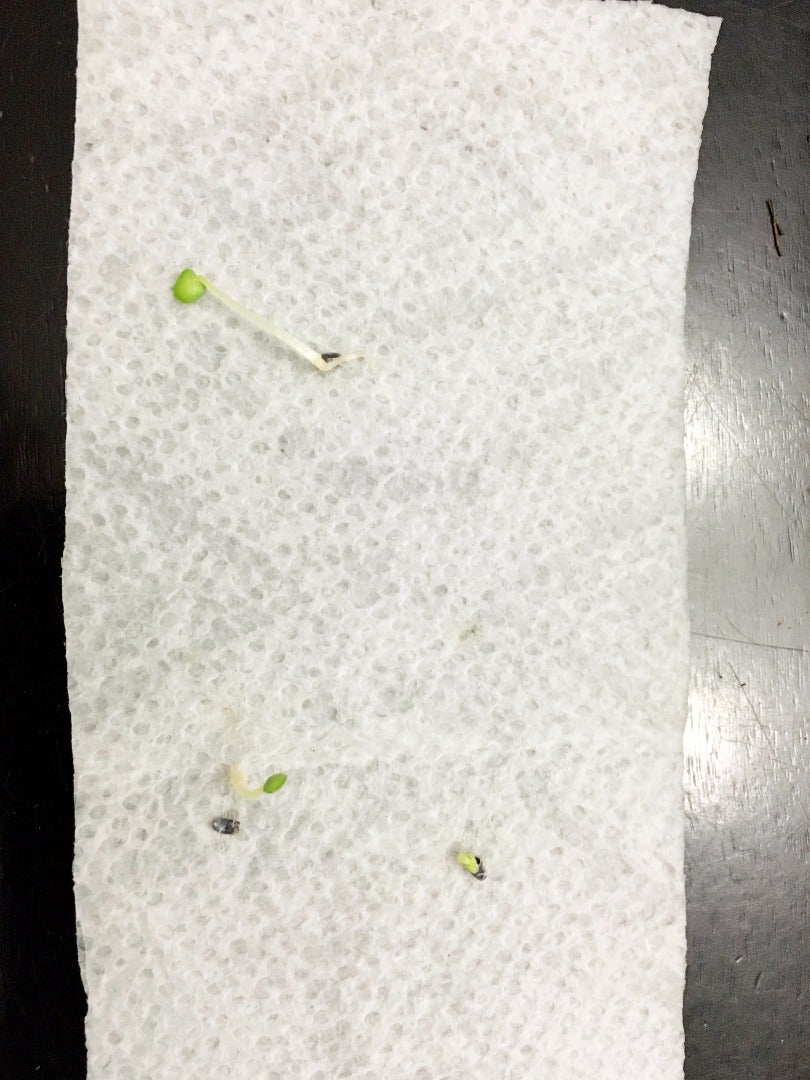 Germination!