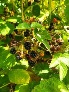 Quick Blackberry Vinegar - Only Five Steps
