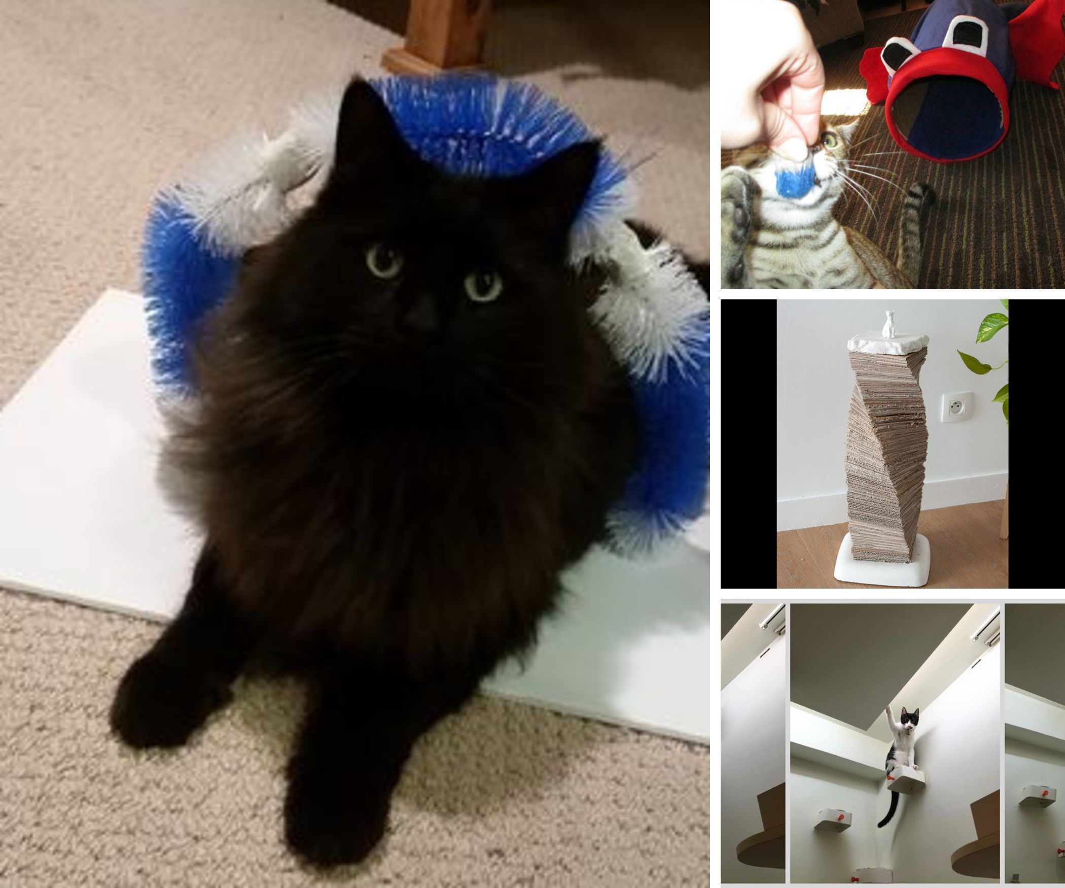 Things to Make for Your Cat So It Will Like You