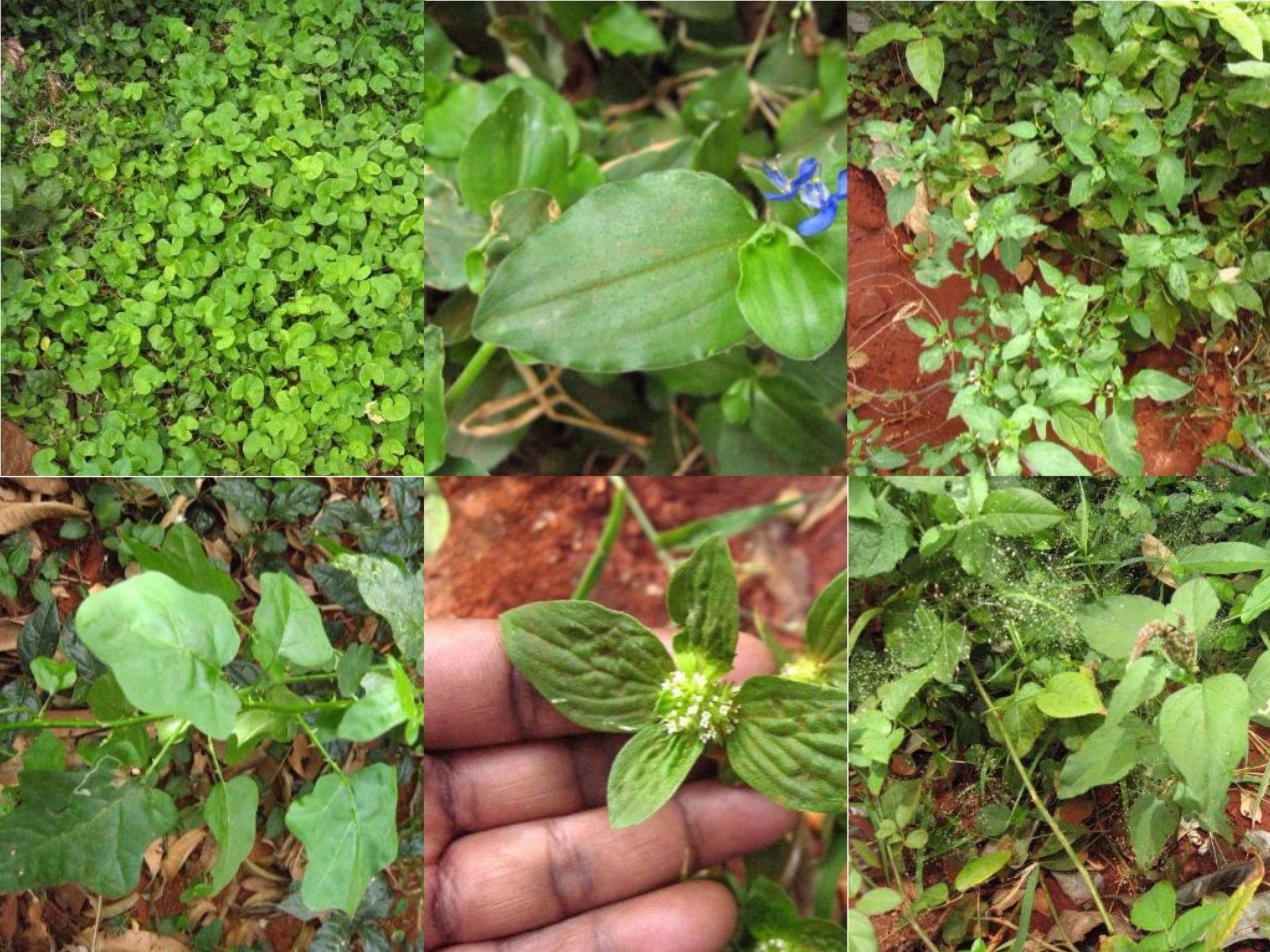 Live Off the Land Survive With Edible Weeds 9 Steps (with Pictures