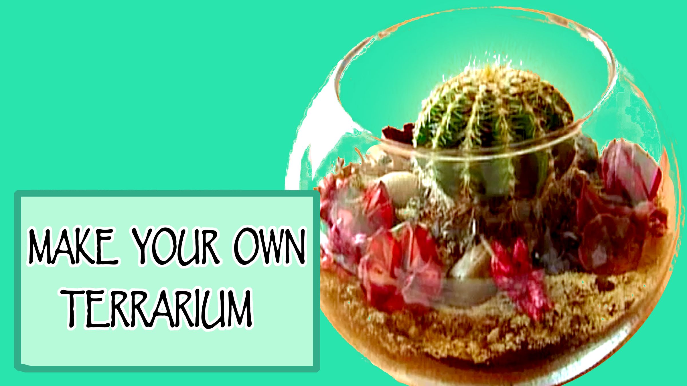 How to Make Your Own Terrarium!!