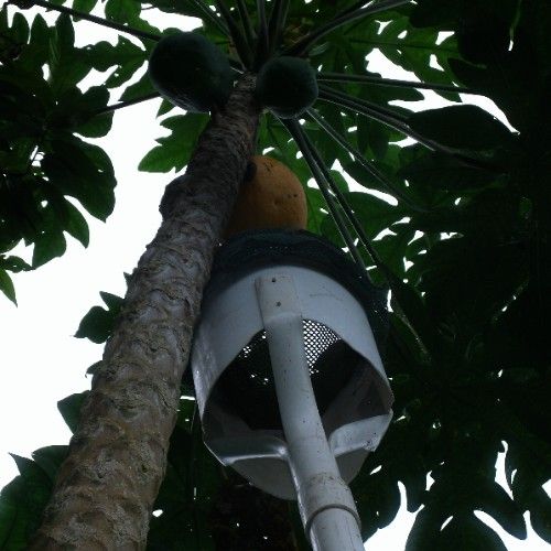 Heavy-Duty Papaya Picker