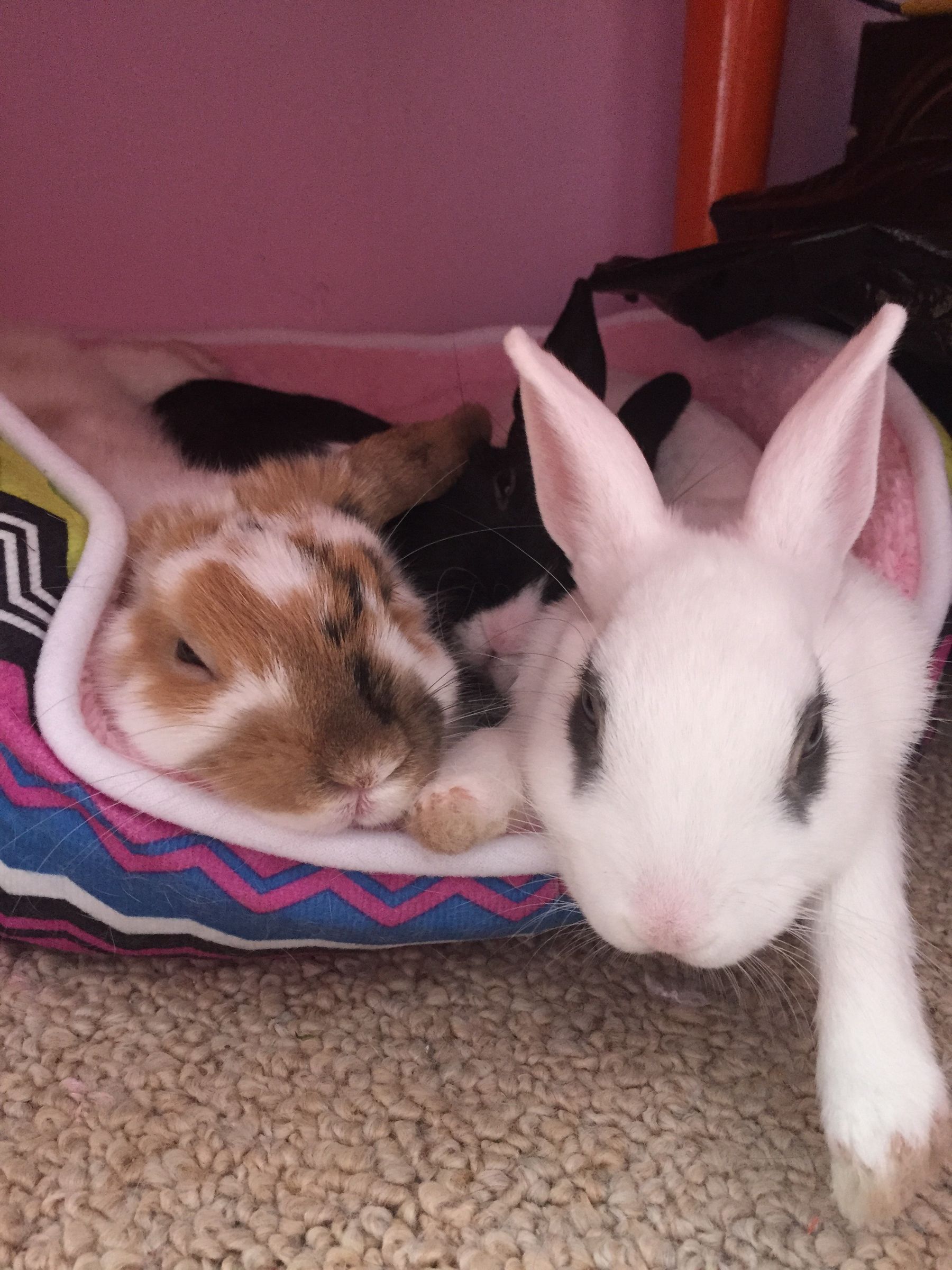 How to Stop Rabbits/animals Chewing Cords (with Pictures) Instructables