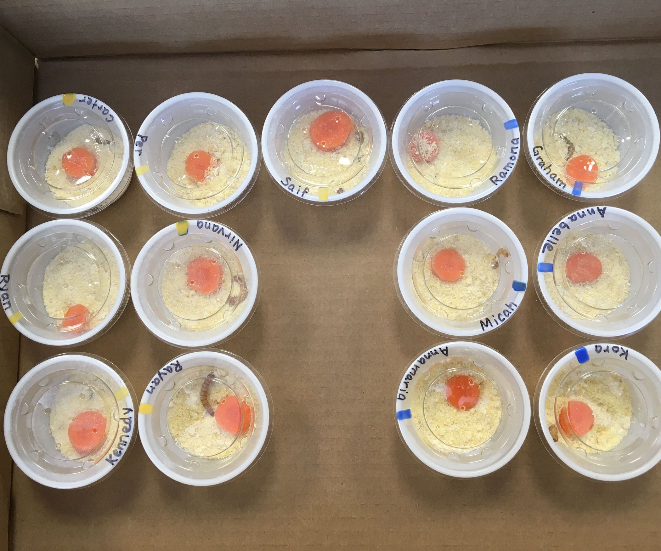 Organizing Student Mealworms for Life Cycle Studies 8 Steps