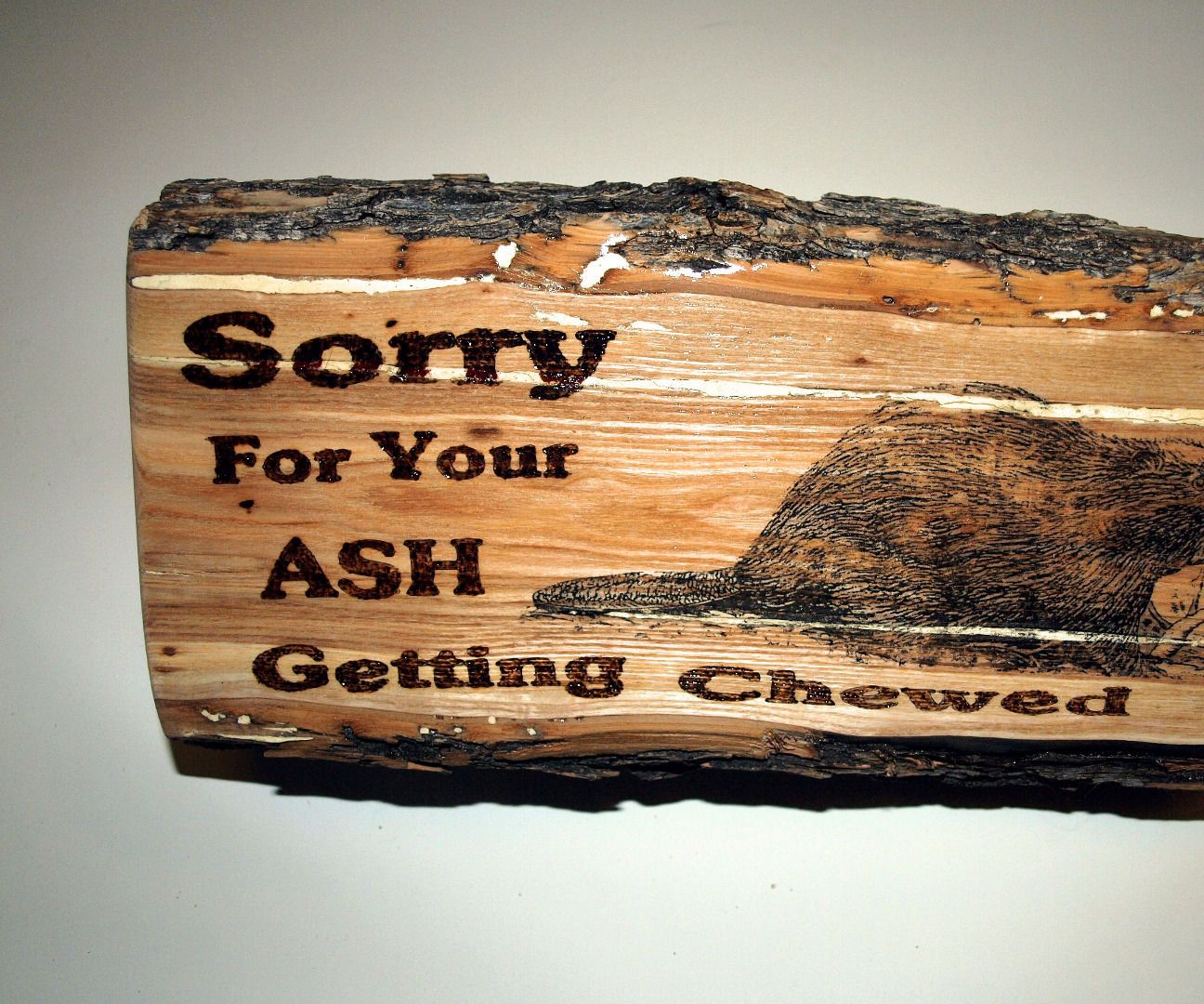 Sorry for Your ASH Getting Chewed