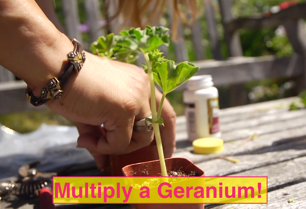 Make More Geranium Plants From One Plant! Easy, Fun Propagating