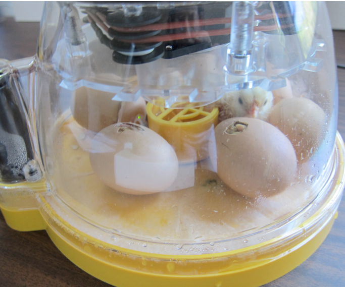 Incubation 101 by Brinsea Inc.