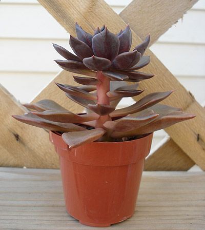Propagating Succulent Leaf Cuttings : 3 Steps (with Pictures) -  Instructables