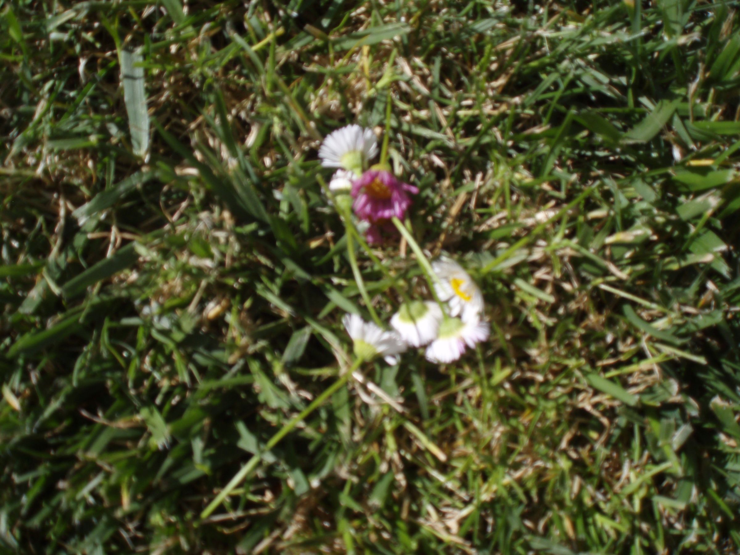 How to Make a Daisy Chain : 6 Steps - Instructables