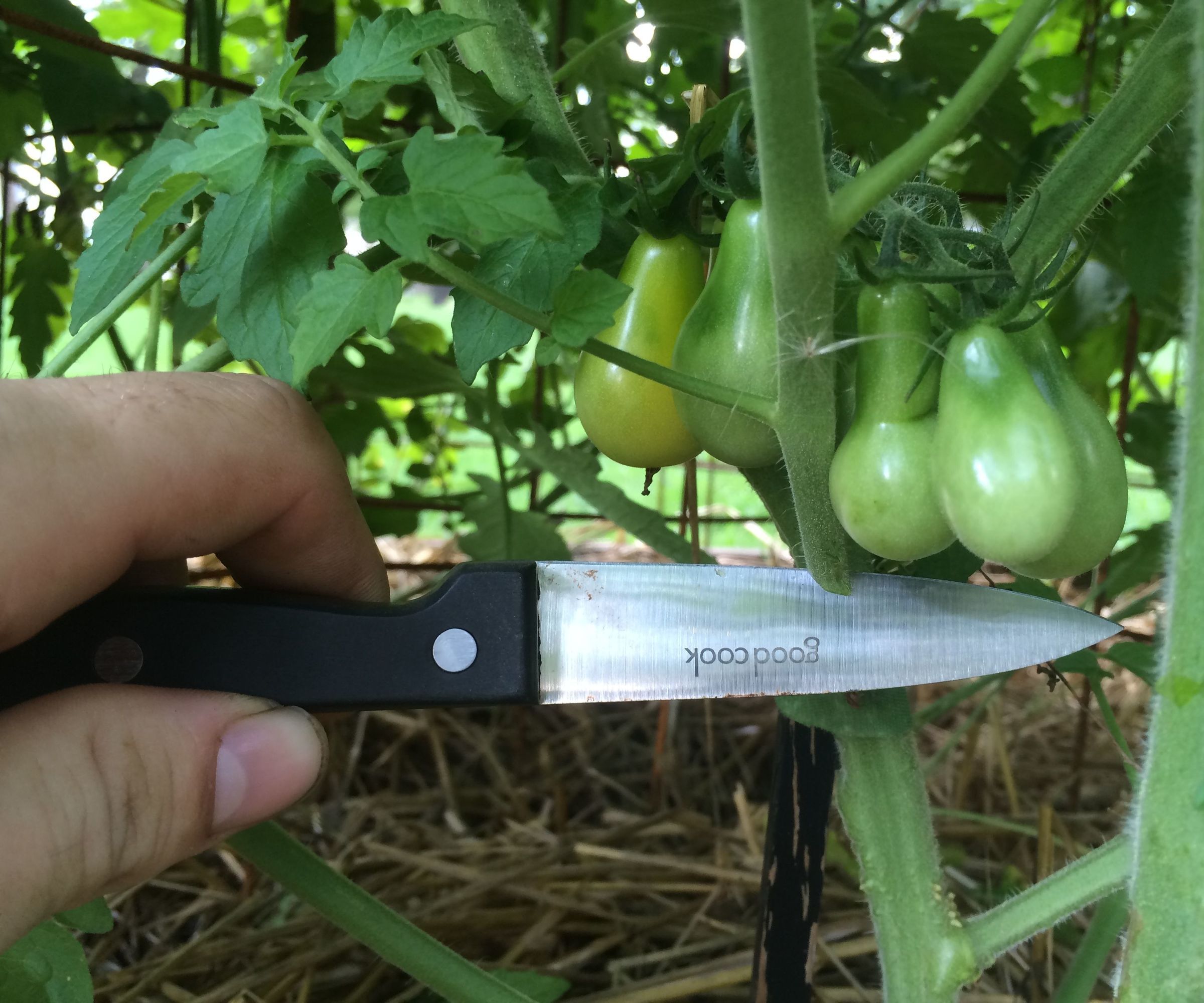 Pruning Tomatoes for Maximum Yield