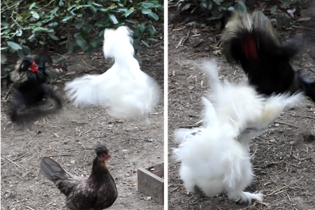 No Summer Holiday With Family But Instead We Rehomed a Silkie