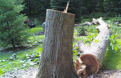 Elevated Assets: Creating a Shop/ Kitchen Stool From a Tree.