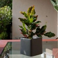 Green Plants One Way of Making a Cool Business Environment