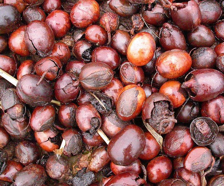 Make the Most Out of Shea Butter