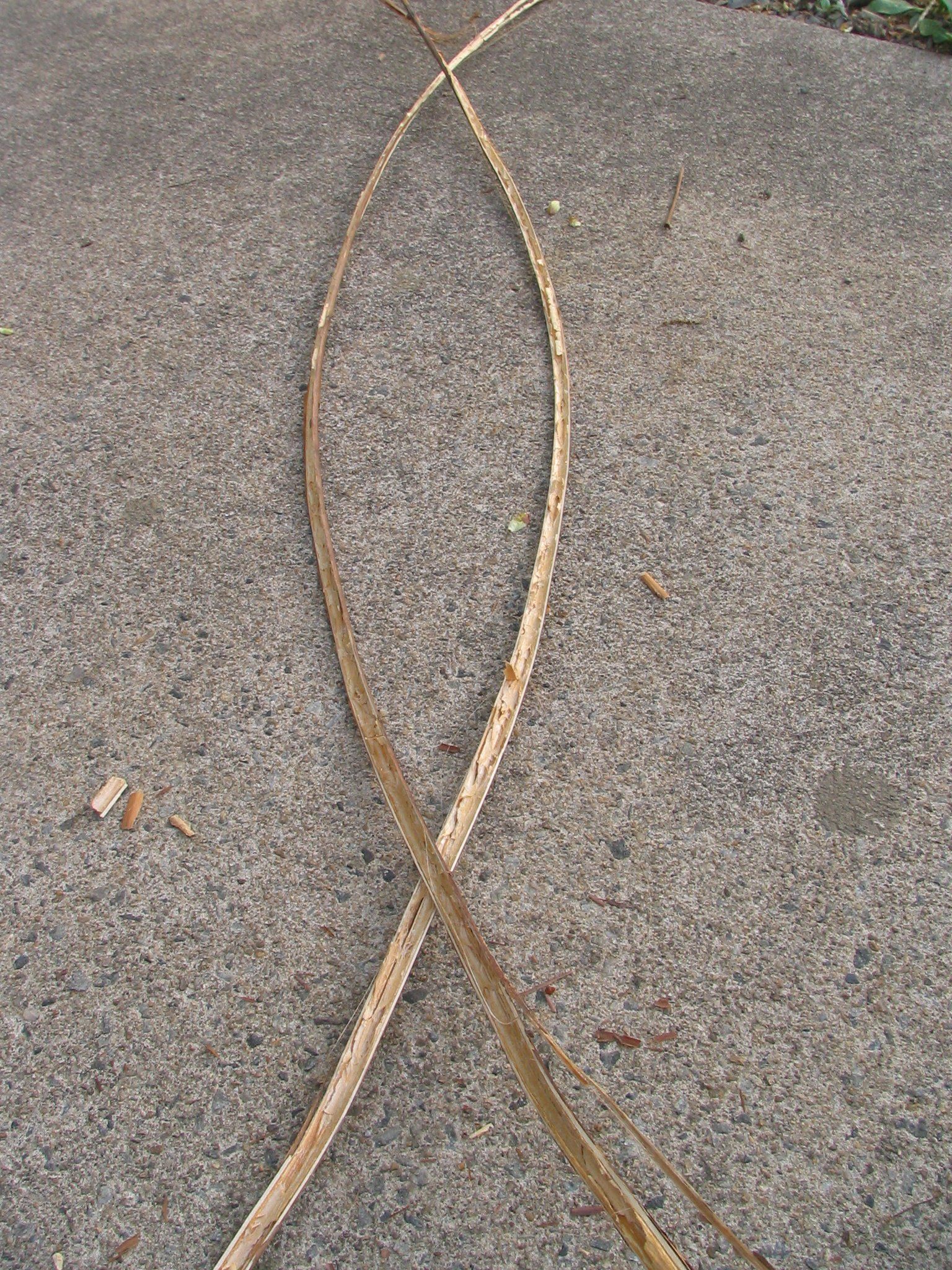 Make Rope Out of Dead Plants -- With No Tools : 7 Steps (with Pictures ...