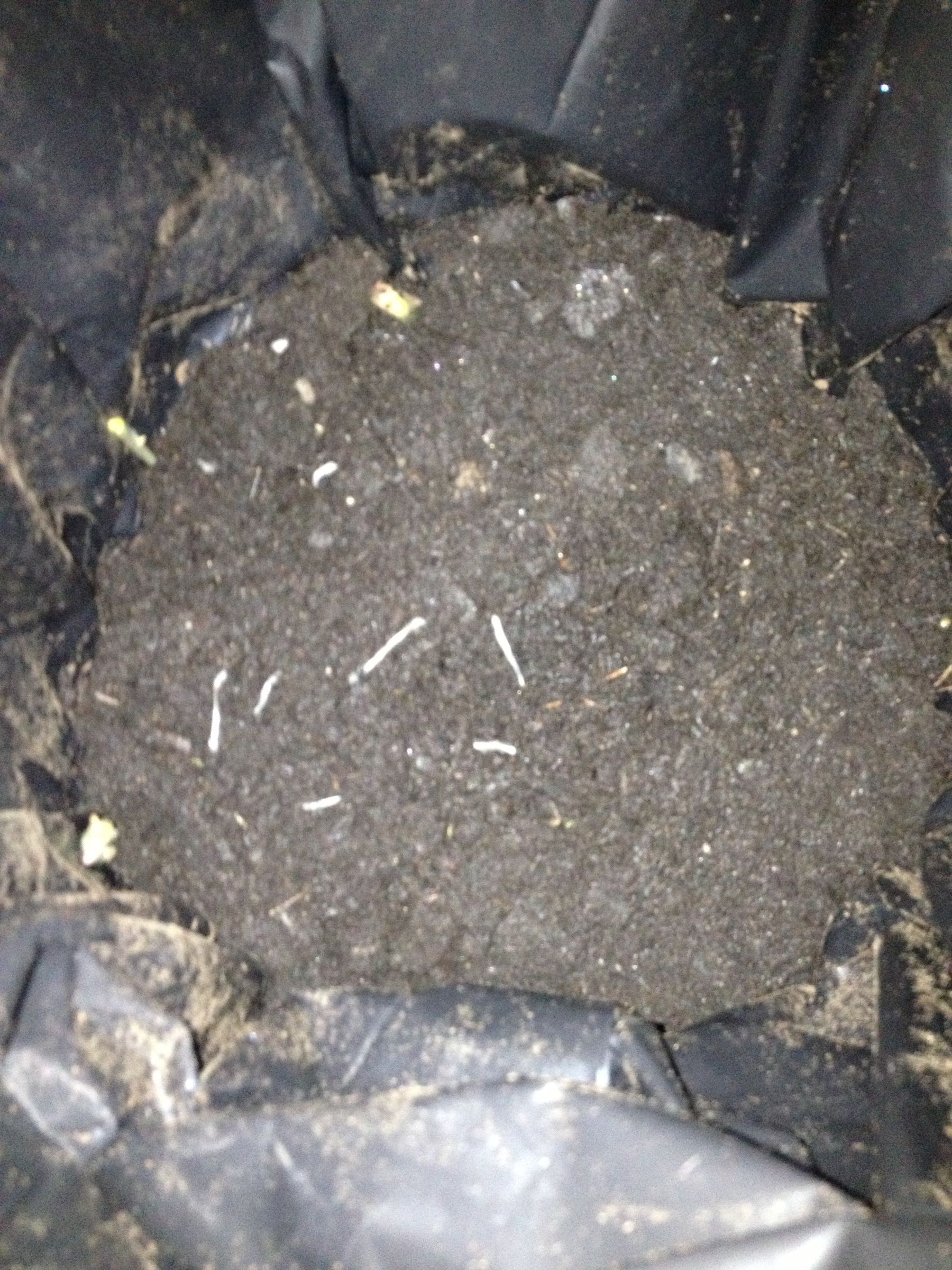 Grow Potatoes in a 5 Gallon Bucket 8 Steps Instructables
