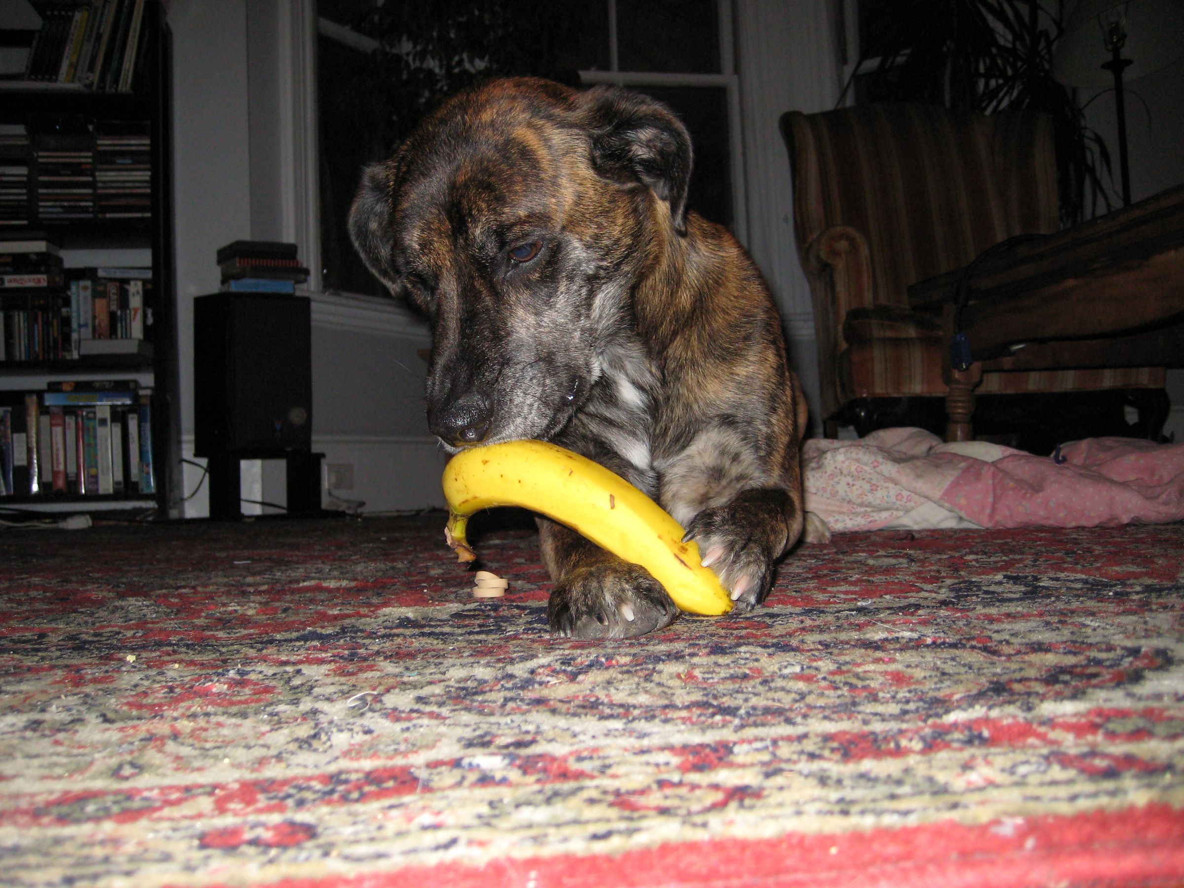 Picture of How to Eat a Banana Like a Dog : 5 Steps - Instructables