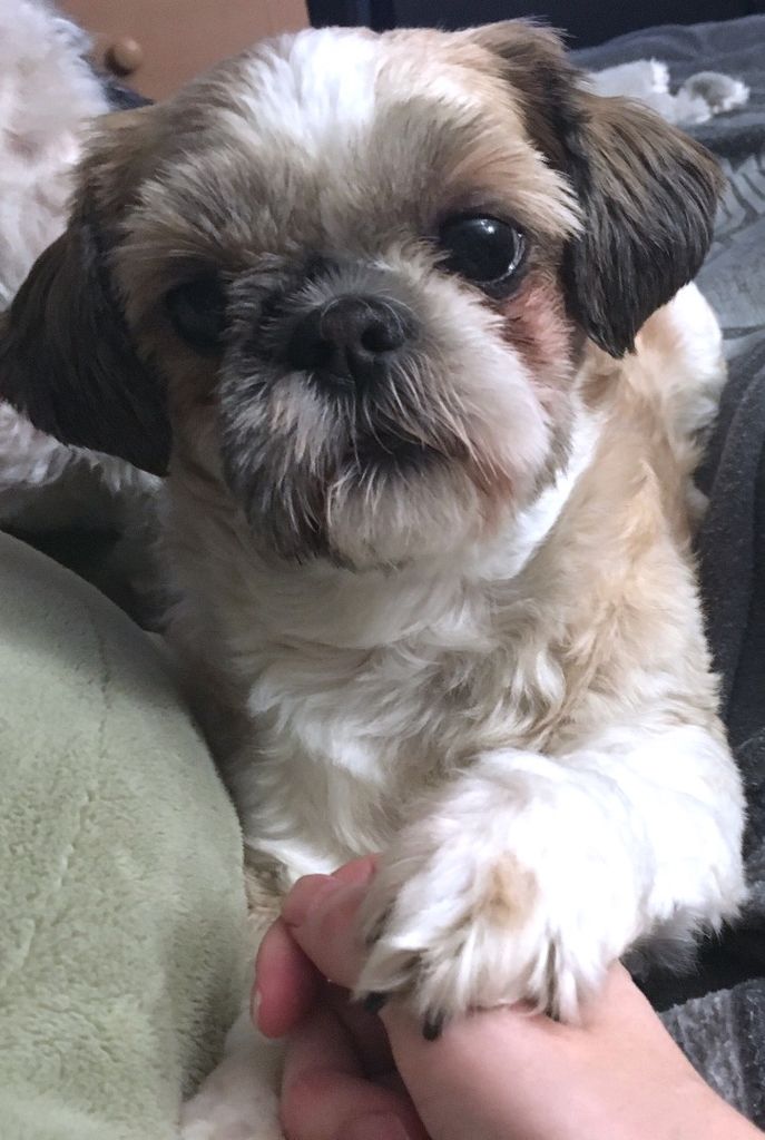 Are Oatmeal Baths Safe For Dogs