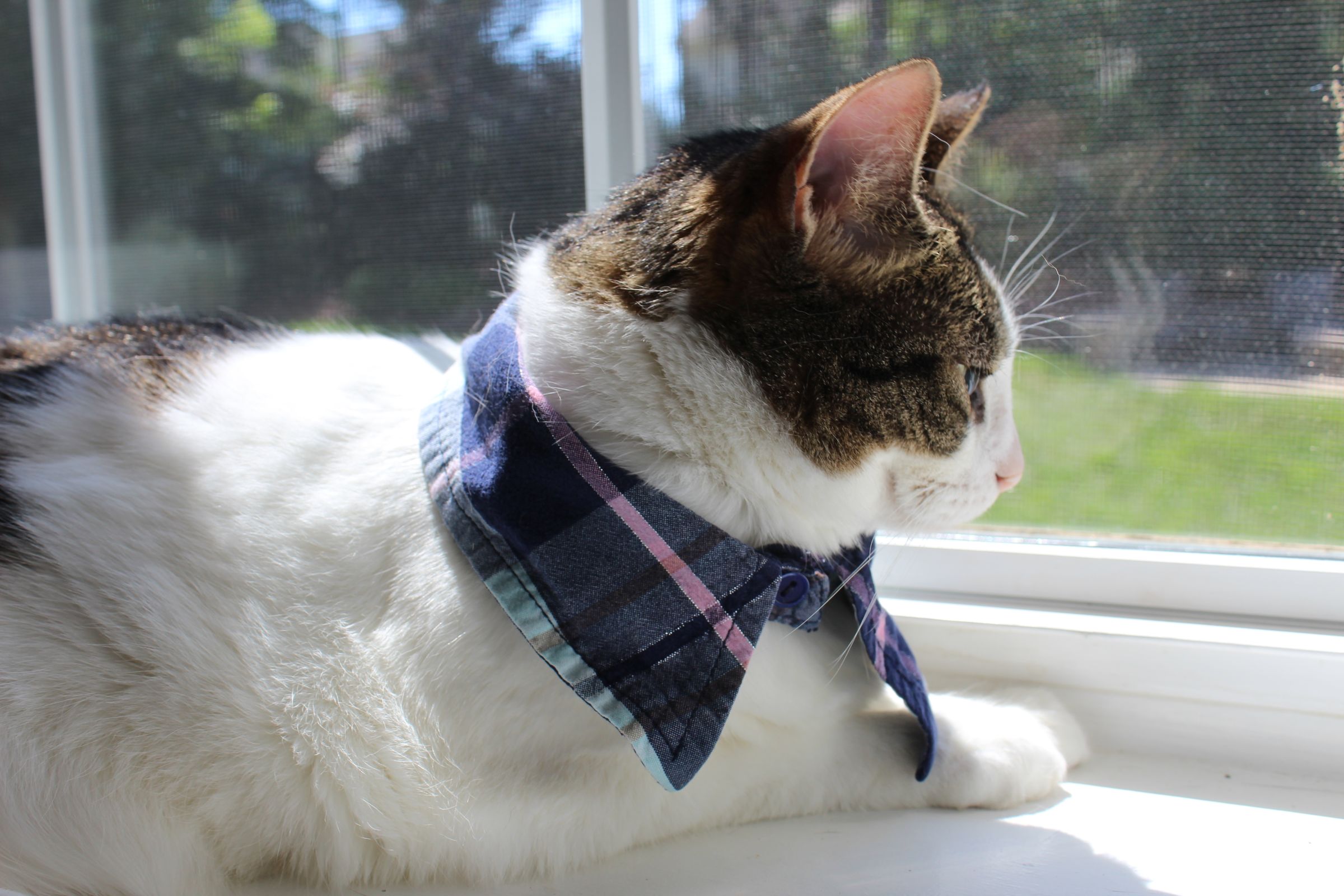 Cat Toys and Treats Gift Set 12 Steps (with Pictures) Instructables