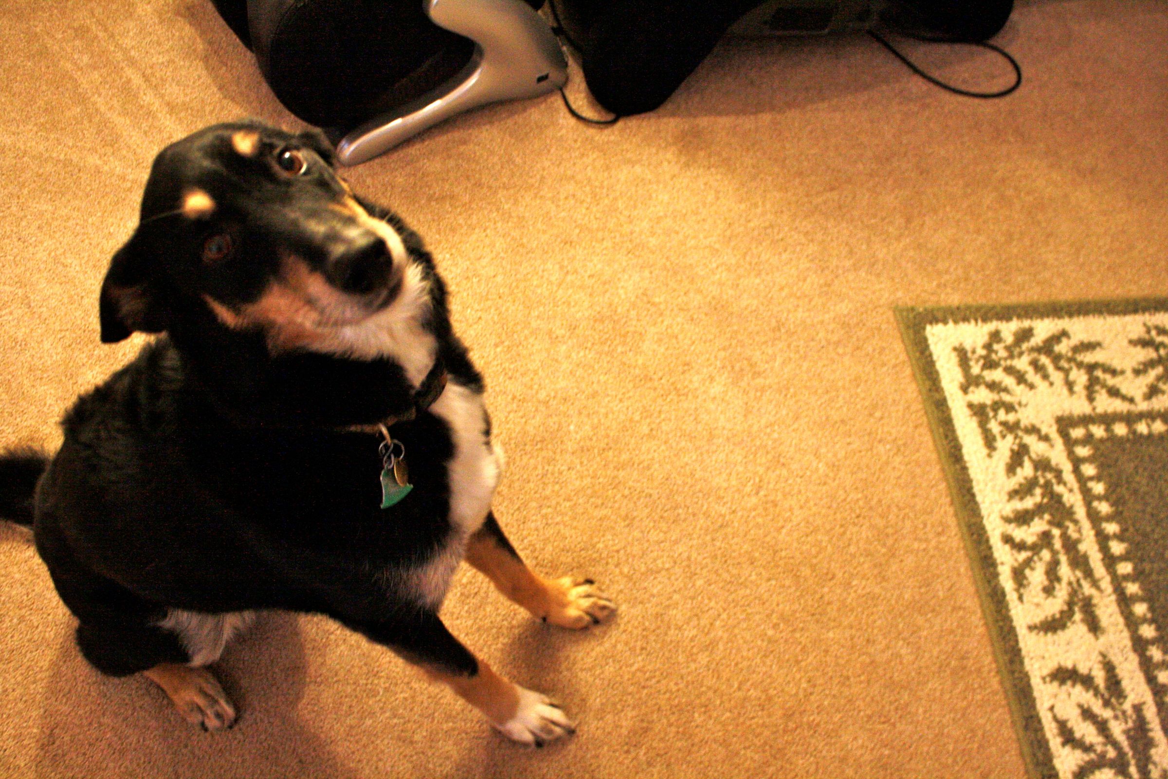 How to Make Your Dog Jump Up and Kiss Your Face 5 Steps Instructables