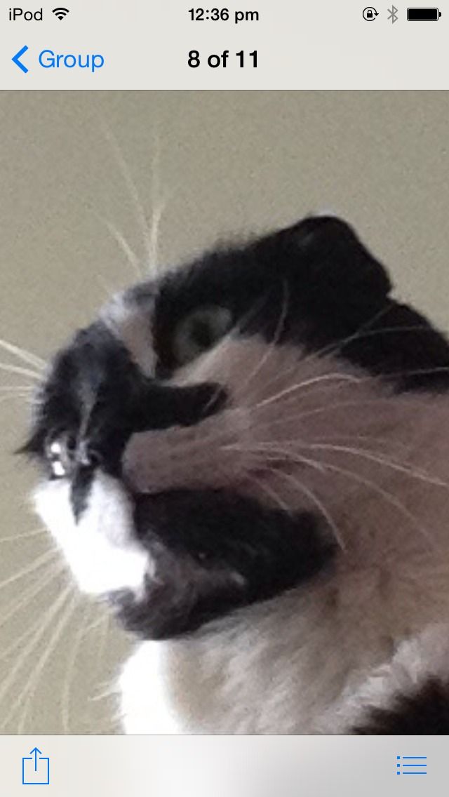 Taking Your Cat to the Vet!