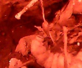 Explore Underground with the M.O.L.E.