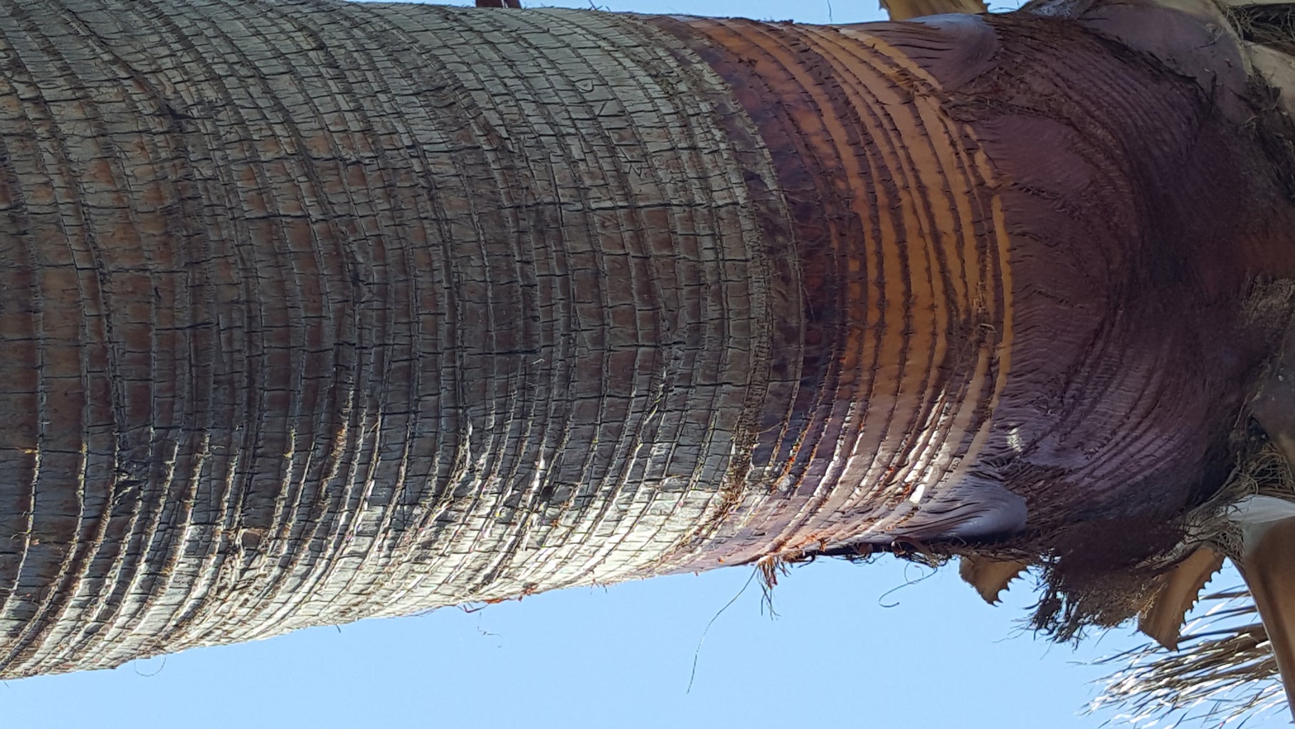 How to Cut Palm Tree's Leaves