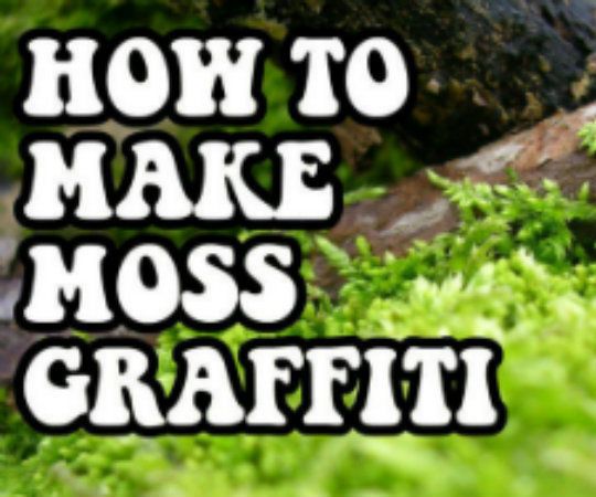 How to Make Moss Graffiti