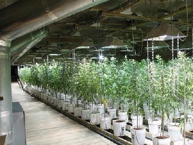 How to Grow Weed