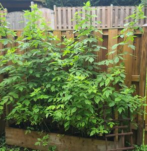 Raspberry & Blackberry Propogation