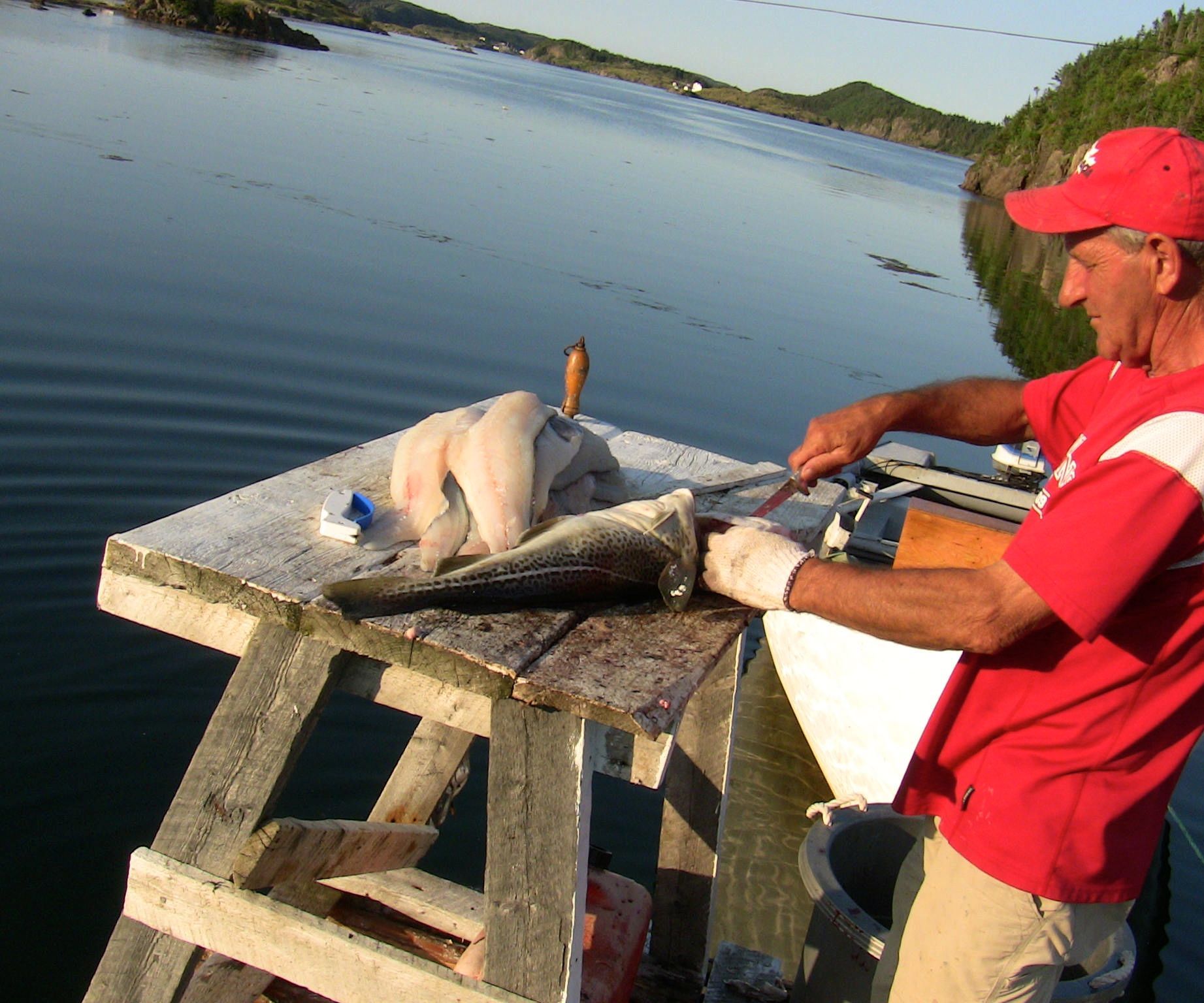 How to Fillet Codfish Video