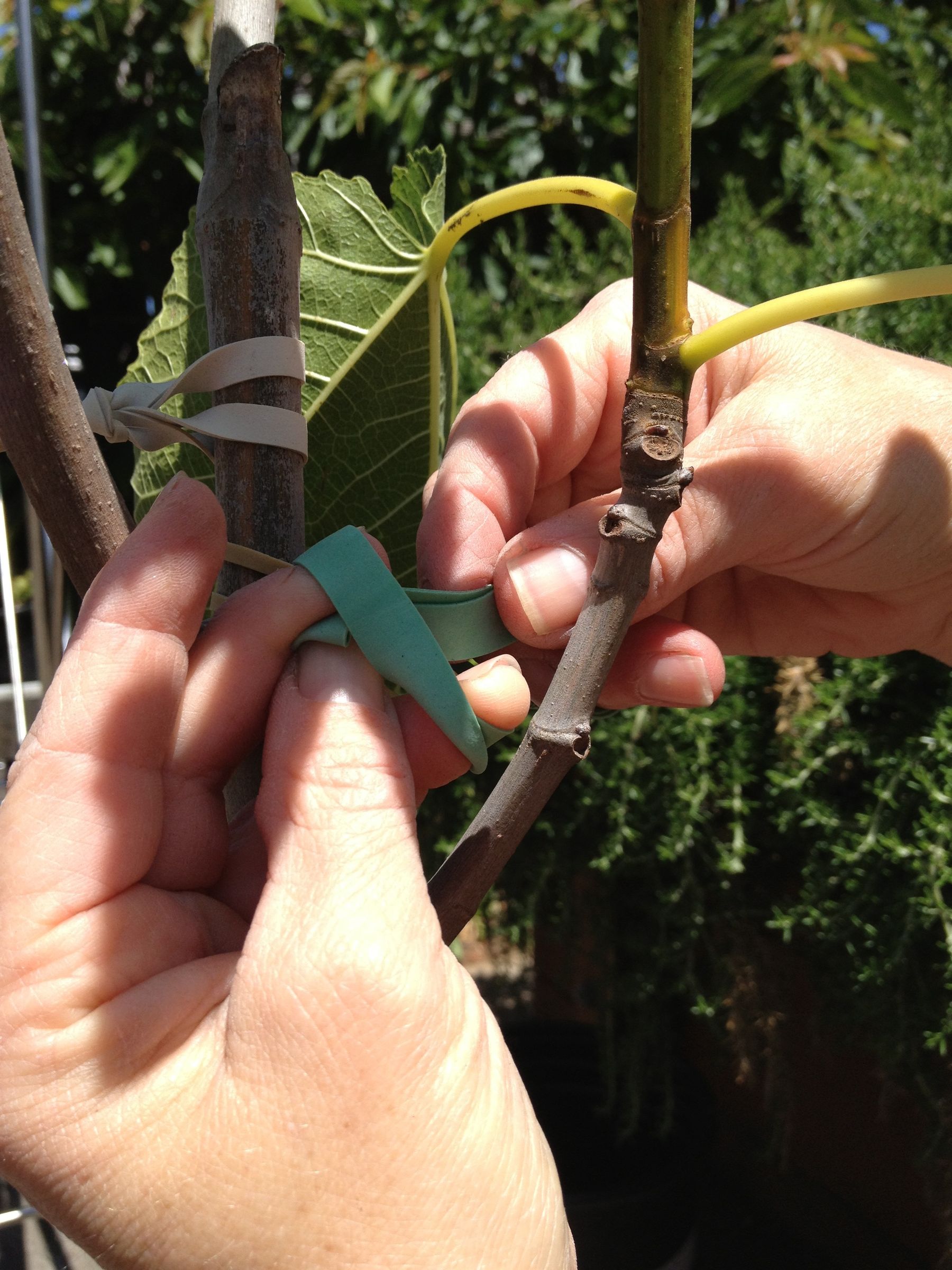 Stabilizing Tree Anchor 3 Steps Instructables