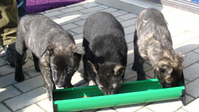 Spicy Gourmet Dinner. in 5mins for Only 2$.