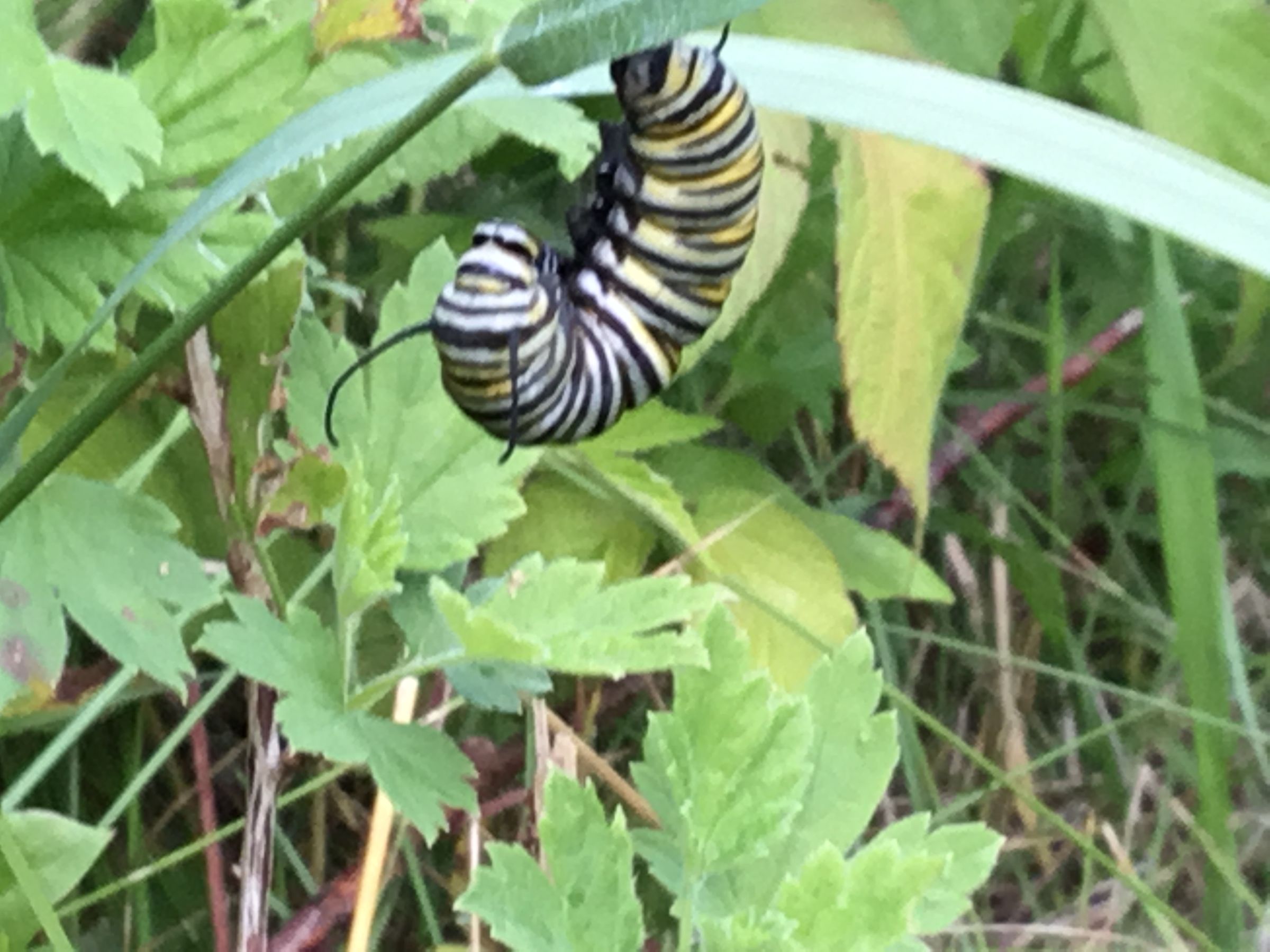 Withered_dragon_head