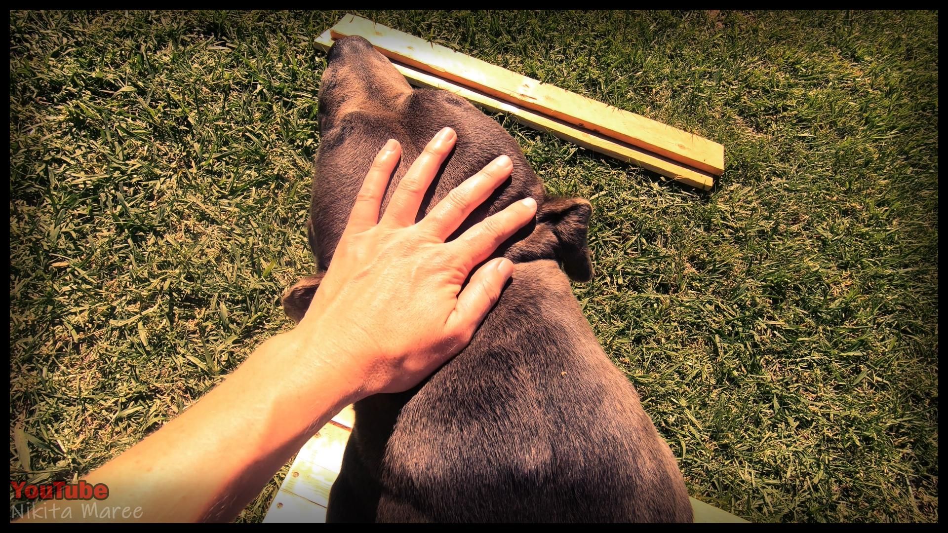 how do you build a dog kennel