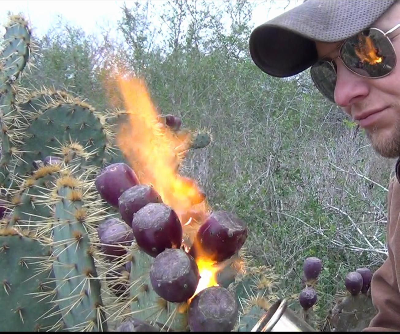 How to Pick and Eat Prickly Pear Cactus : 7 Steps (with Pictures) -  Instructables