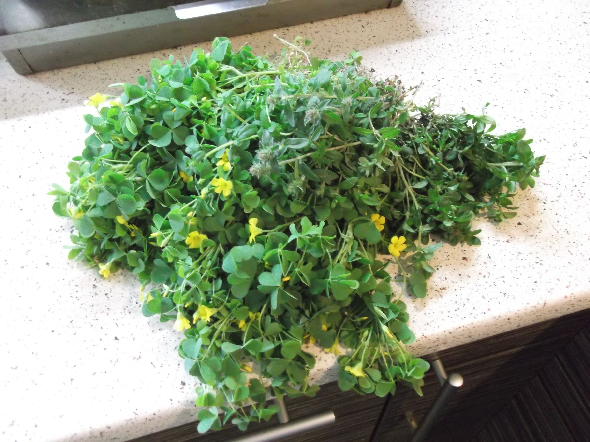 Refreshing Oxalis Kvas (NonAlcohol Fermented Carbonated Drink That Can