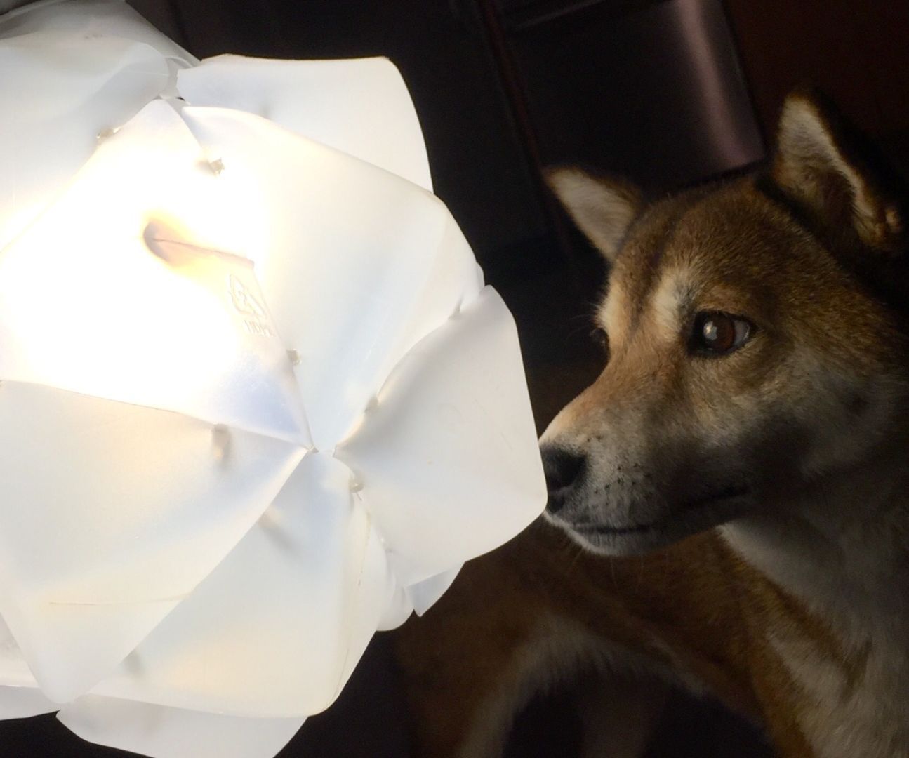 HDPE Upcycling stellar icosahedron lamp