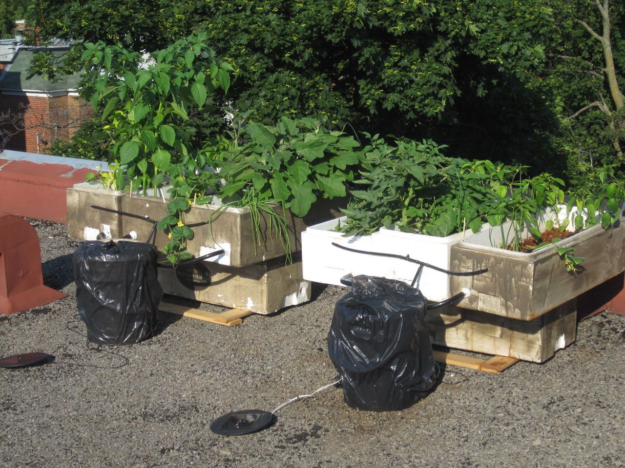 Best Damn Organic Recycled Solar Pump Hydroponic System