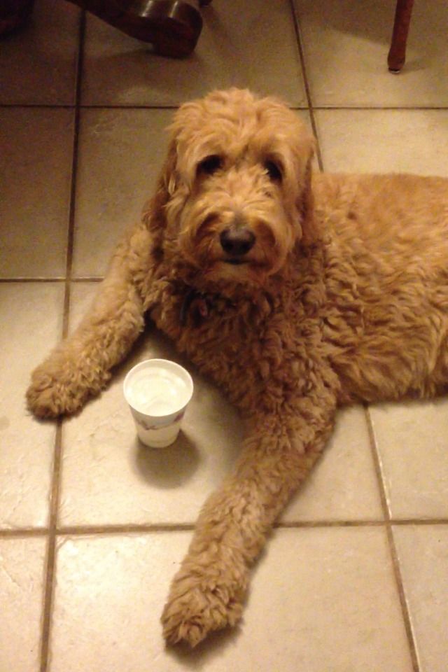 Ice Cup (Dog Treat)